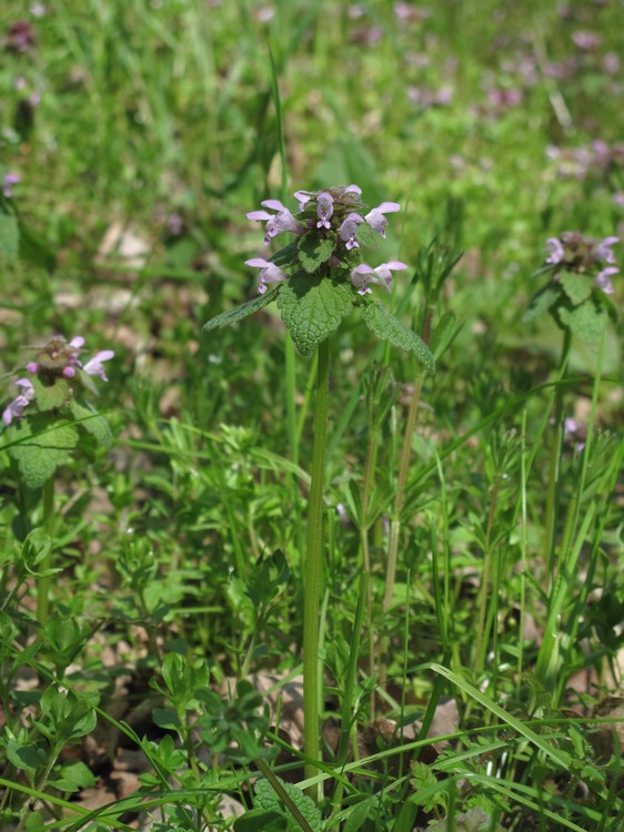 Lamium purpureum